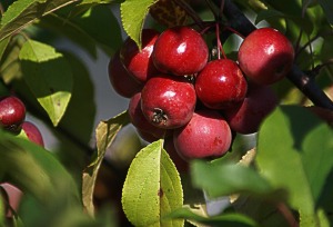 fruticultura_maçã