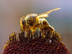 honey-bee-1370423-1280x960